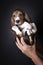 French basset artesien normand puppy held in hands against a black background