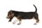 French basset puppy walking en sniffing around, tracking with tail up and seen from the side