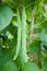 French bean Hunter plant, phaseolus vulgaris, common beans, UK