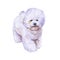 French bichon frise dog isolated watercolor closeup portrait on white. Fluffy toy dog with curly hair. Hand drawn sweet