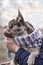 French brindle blue bulldog in a scarf sits on hands