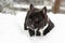 French bull dog in snow