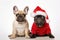 French Bull Dogs  looking at camera. One of them wearing a Christmas Hat isolated on white background. Generative AI