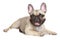 French bulldog