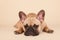 French bulldog