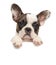 French bulldog above banner on a white background