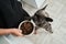 French bulldog awaiting command from his female owner to eating