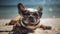 French Bulldog on the Beach
