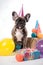 French Bulldog Birthday