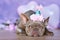 French Bulldog with birthday part hat lying down in front of blurry purple background