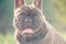 French bulldog black brindle. Portrait of a pet dog