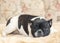 French bulldog of a black-and-white color lies and thoughtfully looks