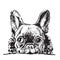 French Bulldog Black & White Illustration