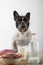 French bulldog with breakfast Chocolate and almond cookies with glass of fresh milk on rustic wood Vertical image