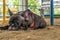 French Bulldog Brindle Crouch on sand of Public park