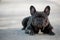 French bulldog canine portrait sitting outside on the pavement. Shot in natural light