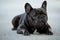 French bulldog canine portrait sitting outside on the pavement. Shot in natural light