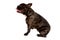 French bulldog, Canis lupus familiaris isolated on white background