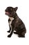 French bulldog, Canis lupus familiaris isolated on white background
