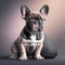 French Bulldog: Captivating Images of an Adorable Canine Companion