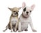 French bulldog and Chihuahua