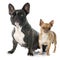 French bulldog and chihuahua