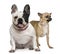 French bulldog and Chihuahua, 4 years old