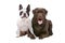 French bulldog and a chocolate Labrador