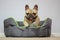 French Bulldog climbing out of dog bed