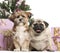 French Bulldog and crossbreed sitting in front of Christmas decorations