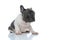 French bulldog cub looking to the side and being afraid