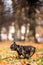 French bulldog dark running in autumn or fall leaves with tree space above