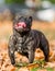 French bulldog dark standing in autumn or fall leaves looking up with tongue out