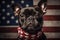 French bulldog dog with a bandage around its neck on the background of the US flag. Elections, US Independence Day