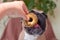 French Bulldog dog being fed a round hommade dog ring cake treat