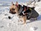 French bulldog dog in coat in snow on walk