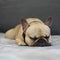 French bulldog dog cute sleeping on grey blanket