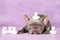 French Bulldog dog with cute unicorn rubber duck toys on head in front of purple background