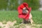 French Bulldog dog dressed up as funny spring flower with huge red petal headband costume