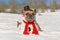 French Bulldog dog dressed up as snowman with full body suit costume with red scarf, fake stick arms and top hat in winter