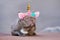 French Bulldog dog dressed up as unicorn wearing beautiful headband with pastel colored flowers and golden horn