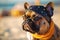 French Bulldog dog dressed up in pirate costume at beach.