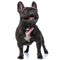 French bulldog dog feeling happy, sticking out tongue