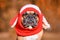 French Bulldog dog with judging face wearing a knitted red hat with rabbit ears