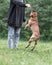French bulldog dog is jumping for stick while training
