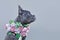 French Bulldog dog with long healthy nose wearing pink flower collar on gray background