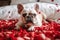 French bulldog dog lying in bed full of red rose flower petals as background AI generated
