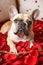 French bulldog dog lying in bed full of red rose flower petals as background AI generated