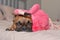 French Bulldog dog lying on bed with pink flamingo bird plush toy on head