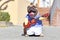 French Bulldog dog with mouth wide open as if singing, dressed up as street perfomer musician wearing a costume with fake arms